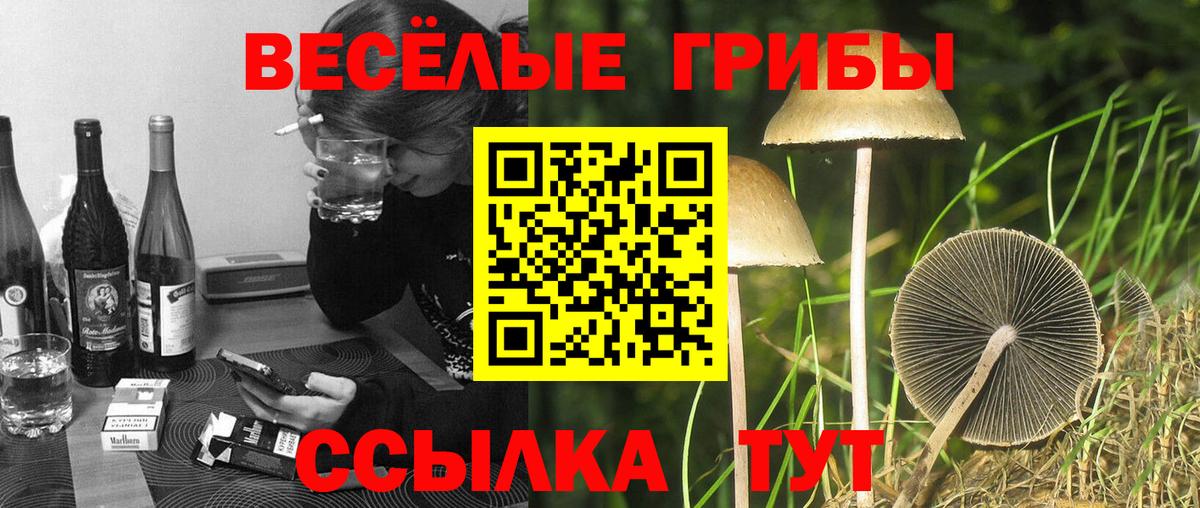 Псилоцибиновые грибы Psilocybe  Вход с VPN  Галлюциногенные грибы Psilocybe  Бийск 